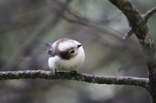 ロダンもびっくり？ 2019.2.21（木）