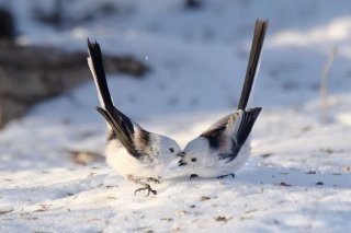 おはようのチュウ 2019.3.11（月）