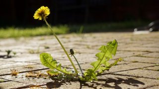 「けなげさ」アピールが有効（写真:iStock）