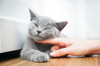 ギブギブばかりで許されるのは猫だけ（写真:iStock）