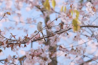 ぼちぼち 2019.3.26（火）