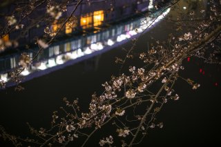 野毛の夜桜 2019.3.30（土）