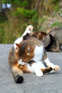 いつ撮られてもOKにゃ！ メンテ中の“にゃんたま”をパチリ