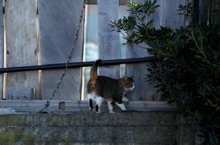 ここは僕の縄張りにゃん パトロール中“にゃんたま”をパチリ