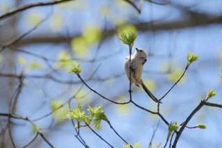 アゲル 2019.5.7（火）