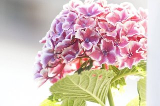 紫陽花は憂うつな気分を吸い取る…嫁が義母に贈った意味は？