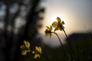 帰りに咲いた花 2019.7.31（水）