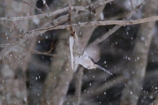 自然のアイス 2019.8.8（木）