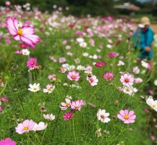 コスモスのしなやかな強さに憧れる（写真:東花園）