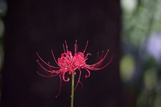 秋彼岸が近づくと紅に咲く「彼岸花」にご先祖様の知恵と想い