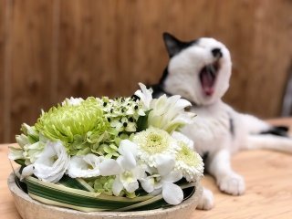 白や黄色などの花もある（写真:斑目茂美）