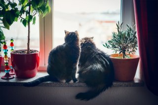 身勝手さに猫もソッポ（写真:iStock）