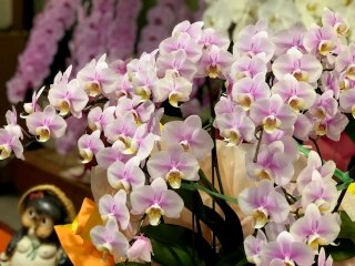 絶対安心の贈答花…幸せを呼ぶ「胡蝶蘭」の置き場所は？