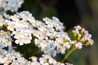 アキレアの花言葉は「たたかい」（写真:iStock）