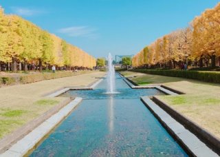 イチョウ並木がきれいな昭和記念公園（写真:東城ゆず）