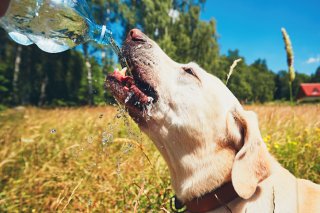 水分補給は大事だワン♪（写真:iStock）