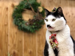 さぶ店長もクリスマス仕様にモデルチェンジ（写真:斑目茂美）