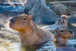 お湯につかってのーんびり（写真:iStock）