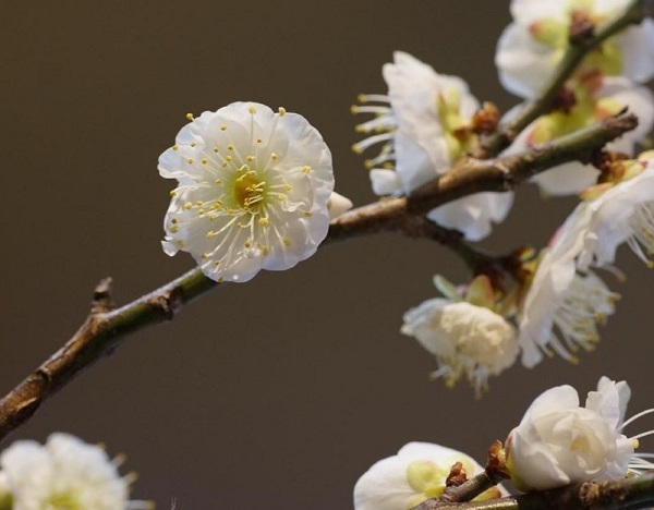 新春は梅の香りからが最高の贅沢（写真:Ａｒｉｂａｂａ）