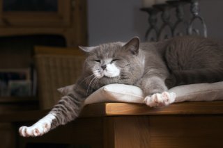 猫には罪はないけど…（写真:iStock）