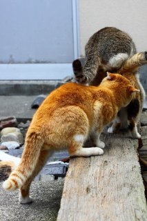 「負けられないにゃ！」“にゃんたま”が雌猫ちゃんを取り合い