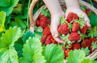 春の恵みたっぷりのいちご（写真:iStock）