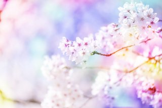 アートで桜を楽しんでみては？（写真:iStock）