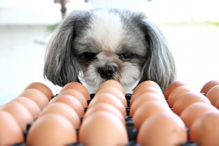 「成熟卵子」をひとつでも多く採卵したい（写真:iStock）