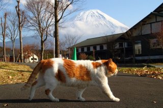 デキる男はさりげなく…富士山を背景にサービス“にゃんたま”