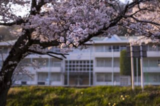 新入生を待つ桜 2020.3.30（月）