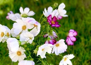 可憐で可愛いお花が人を救う（写真:東花園）