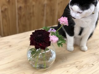 猫店長「さぶちゃん」も意外とお好きなお花　百円均一の花瓶を使っております