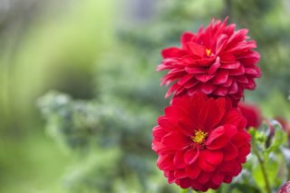 赤い大輪の花で恋愛運ＵＰ（写真:iStock）