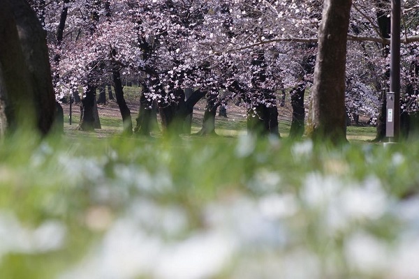 桜は幸運をもたらすパワーに満ち溢れているのでござんす　（写真：Aribaba）