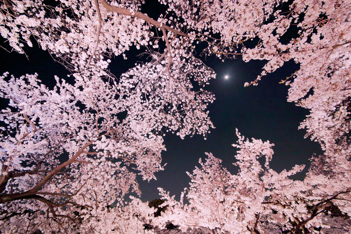 夜桜の神秘的な美しさ（写真:iStock）