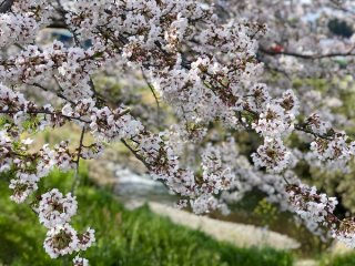 幸運の「桜」で不安もストレスも軽減！自宅でお花見をしよう