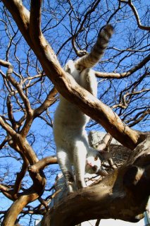 お猿さんより上手でしょ！ドヤ顔が可愛い木登り“にゃんたま”