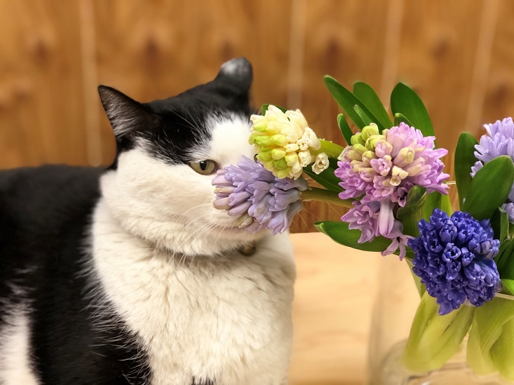 さぶ店長、花の香りはすぐに嗅いで品質チェック