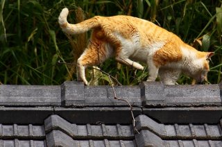 屋根の上から危険を察知！逃走中の“にゃんたま”君をパチリ