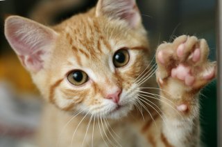 猫には罪はないけれど…（写真:iStock）