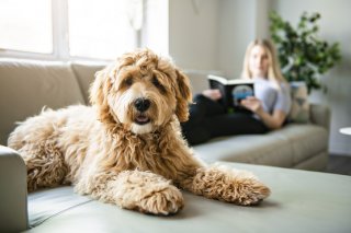 かわいい動物に癒やされることも（写真:iStock）