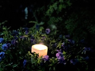 優しく光る植物が心を整えてくれる…快適な夏の夜の過ごし方