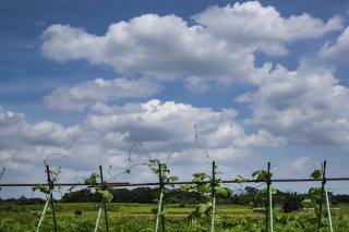 空高く上を目指して 2020.7.28（火）