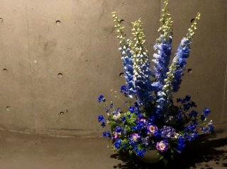 夏の花のエース「デルフィニウム」