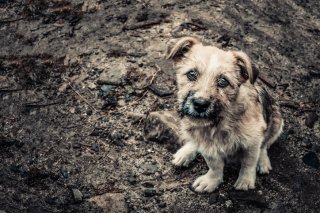 野良犬を拾った感覚に近い？（写真:iStock）