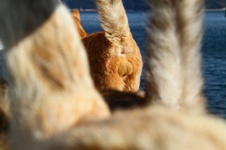 “にゃんたま島”はまさに天国！でも…うまく写真が撮れません