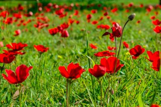 自生してたアネモネを持って帰っちゃった？（写真:iStock）