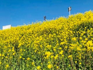 春の花「菜の花」も実は必須アイテム（写真　青木一彦）