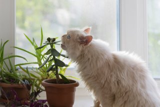 観葉植物はまあ、食べられるよね…（写真:iStock）