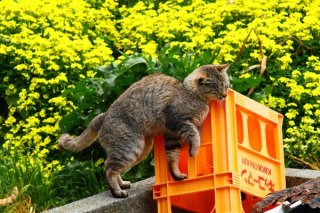 L. 「春が来た」  早春に咲く花を背景にのびのび散歩する猫や虫と戯れる猫で「春」を表現　（撮影：芳澤ルミ子）